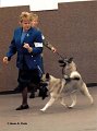 Libby and Choosey Norwegian Elkhound Association of Minnesota October 2006